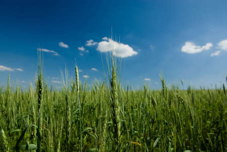 Rye field at summer noon  close-up  の写真素材