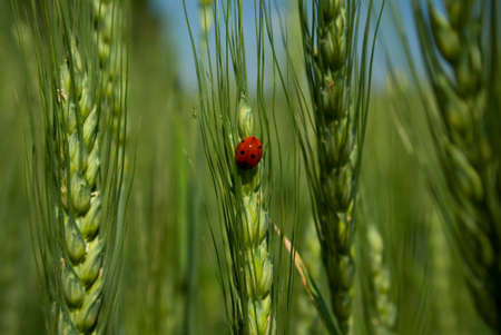 Ladybird on green rye 