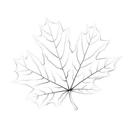 Isolated monochrome maple leaf のイラスト素材