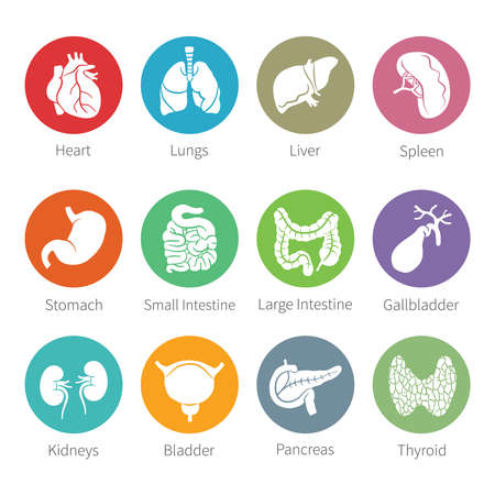 Vector icon set of human internal organs like heart spleen lungs stomach thyroid intestine bladder gallbladder pancreas kidneys and liver in flat styleのイラスト素材