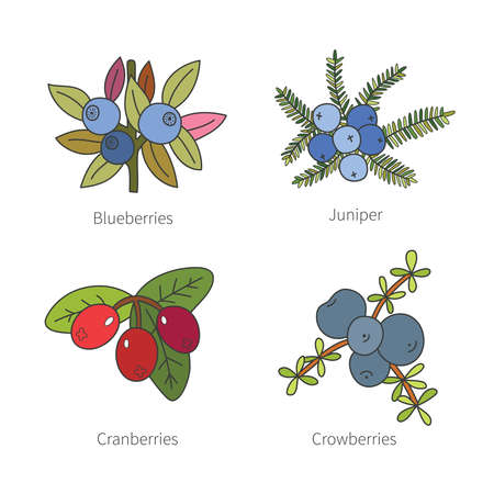 Set of vector doodle pied berries like blueberries juniper cranberries crowberries isolated on white