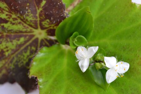 Flower climbing over green leafの写真素材