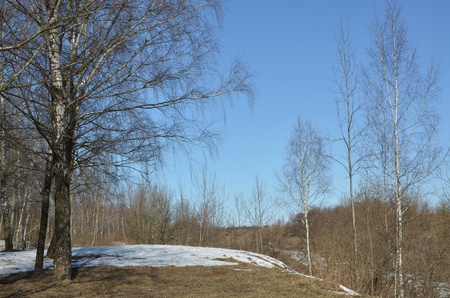Spring forestの写真素材