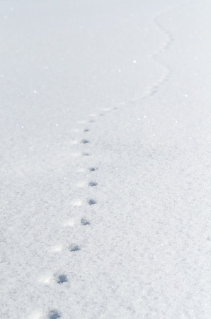 Mouse footprints on the snow fieldの写真素材