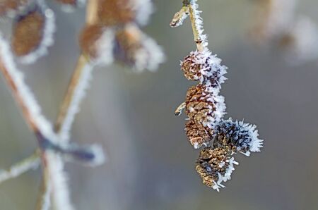 Branch of alder conesの写真素材