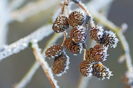 Branch of alder conesの写真素材