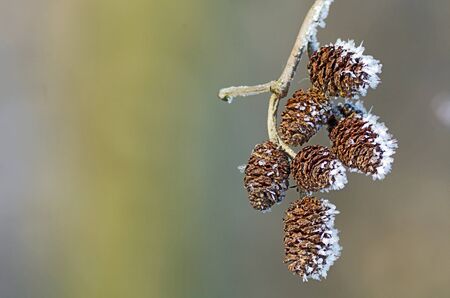 Branch of alder conesの写真素材