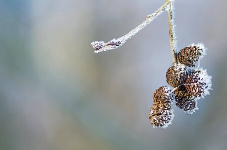 Branch of alder conesの写真素材