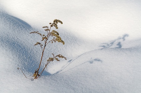 Snow field curves with alone plantの写真素材