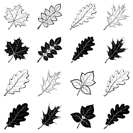 Different leaves, set of black and white pictograms - elements for design. のイラスト素材