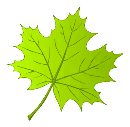 Summer Maple Green Leaf Isolated Nature Symbol, Polygonal Low Poly Design. Vectorのイラスト素材