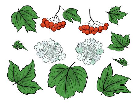Set of Viburnum, Green Leaves, Red Berries and White Flowers, Isolated on White. Vectorのイラスト素材