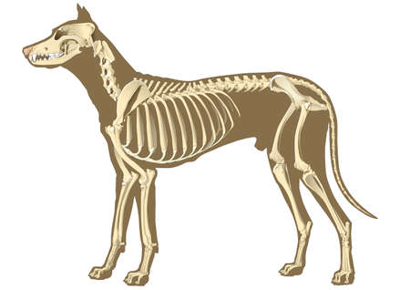 skeleton of dog section with bones x ray skeleton of dog section with bones x ray