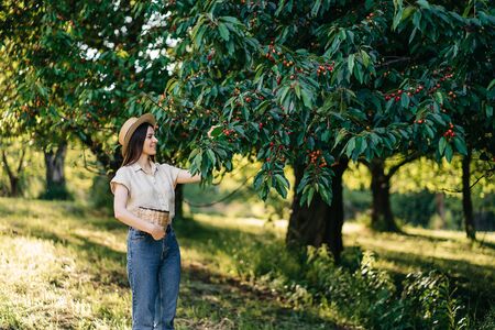 Portrait of a young cheerful woman in a straw hat with a basket, harvests sweet cherries in the garden. Agritourism Eco productsの写真素材