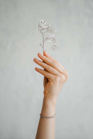 Female hand with white flowers on light background. High quality photoの写真素材