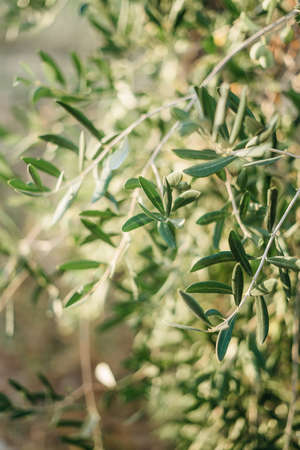 branches of an olive tree in the setting sun. Travel to Italy. High quality photo