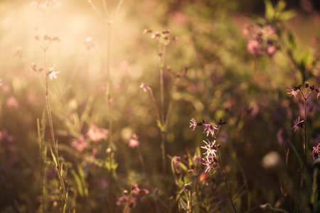image of a field of flowers at sunset with a blurred background. High quality photoの写真素材