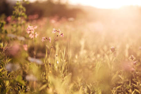 image of a field of flowers at sunset with a blurred background. High quality photoの写真素材