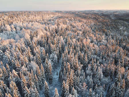 Birds eye view to winter north forest at sunset. Sortavala, Karelia.の写真素材