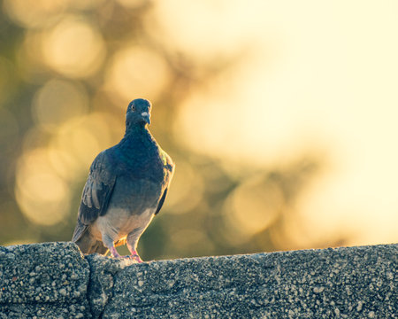 Pigeon resting at sunsetの写真素材