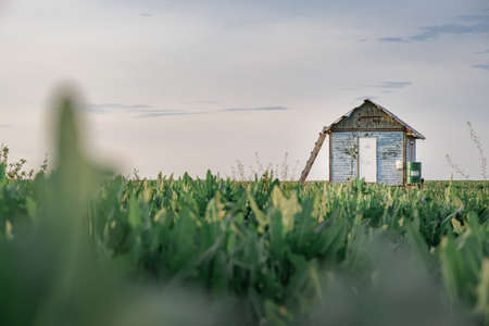 lonely wooden house between two trees. green grass in the foreground. dark sky. insulation. concept of lonelinessの写真素材