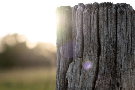 old cracked stump against the rays of the sun. blurred background. bokeh. macro shot.