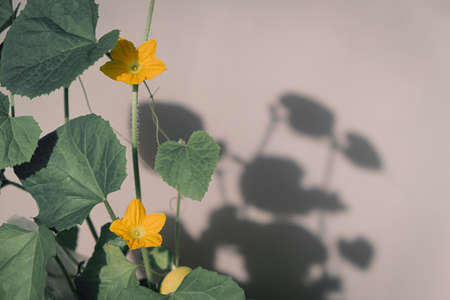 yellow melon flower on a stem with green leaves on a gray background. Pastel shades. Abstract pattern.の写真素材