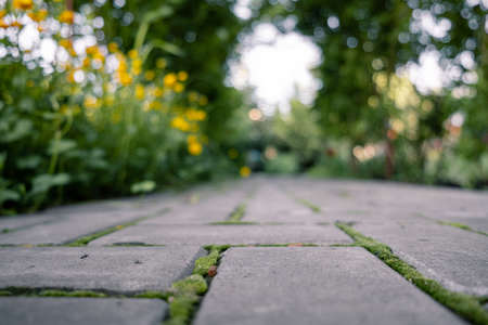 buttercup, yellow flowers growing along a cobblestone path with sprouted green moss. blurred background. home gardening. landscape design.の写真素材