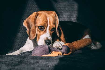 A cute beagle dog lies on a gray sofa with a soft toy. sunlight from the window. expressive look. close-upの写真素材