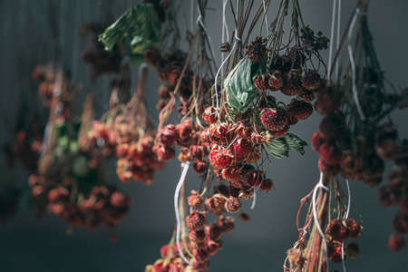 the drying process of wild strawberries on a twig, for making herbal tea and brewing, on a dark background. herbal treatment. healthy eating. detox diet.の写真素材