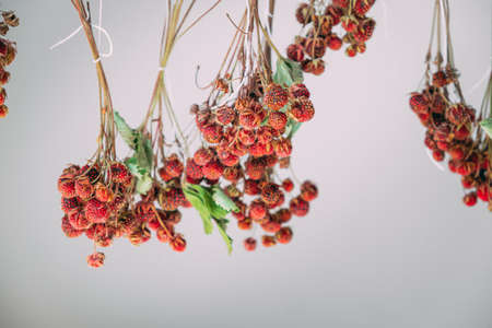 the drying process of wild strawberries on a twig, for making herbal tea and brewing, on a white...