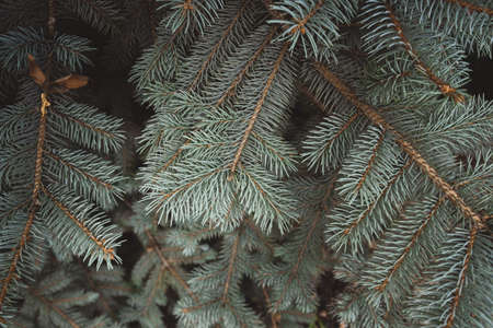 close-up photo of blue spruce branches. approach of winter. coniferous treesの写真素材