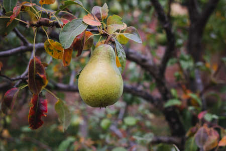 green pear on a branch in the garden. growing fruit at homeの写真素材