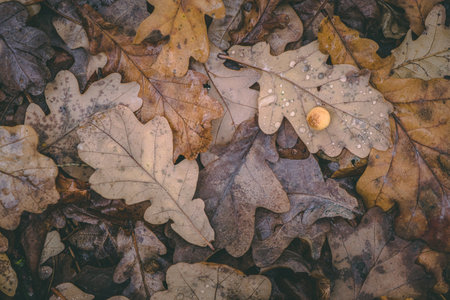 fallen oak brown leaves on the ground. carpet of leaves. leaf patternの写真素材