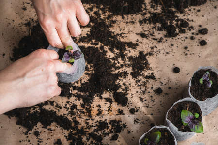 home plant growing concept. human hands transplant seedlings into separate containers with soil. homemade vegetables and herbsの写真素材