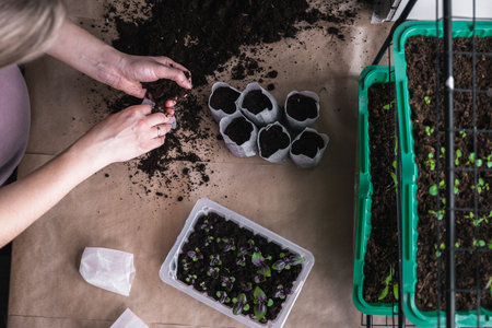 home plant growing concept. human hands transplant seedlings into separate containers with soil....