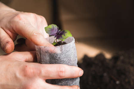 home plant growing concept. human hands transplant seedlings into separate containers with soil....