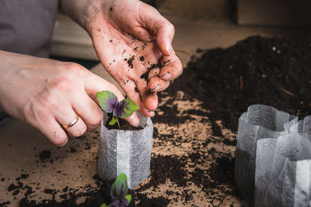 home plant growing concept. human hands transplant seedlings into separate containers with soil. homemade vegetables and herbsの写真素材