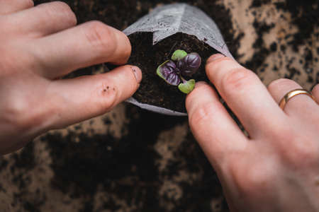 home plant growing concept. human hands transplant seedlings into separate containers with soil. homemade vegetables and herbsの写真素材