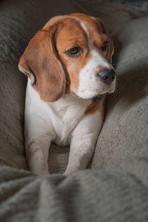 beagle dog lying on a pillow, sleeping, sad, funny face, big ears.の写真素材