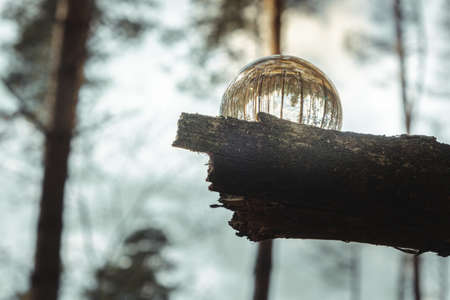 Environment concept, a crystal ball lies on a moss in the forest, reflection of the forest. concept...