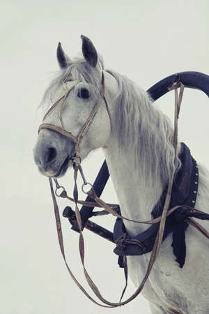 Head of a white horse in harness on white backgroundの写真素材