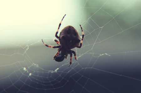 Brown spider on web at selective focus close upの写真素材