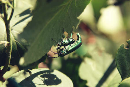 Mating of Lytta vesicatoria green beetles close up