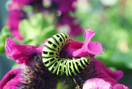 Green caterpillar on a pink flower close upの写真素材
