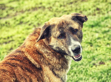 Glance of brown dog on a background of green grassの写真素材