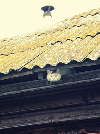 White cat, protruding from the eaves of a village houseの写真素材