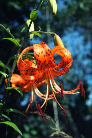 Bright orange tiger Lily at low keyの写真素材