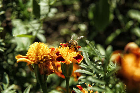 Bee sitting on orange marigold flower close up