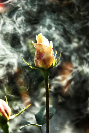 Garden Yellow rose in the smoke close upの写真素材